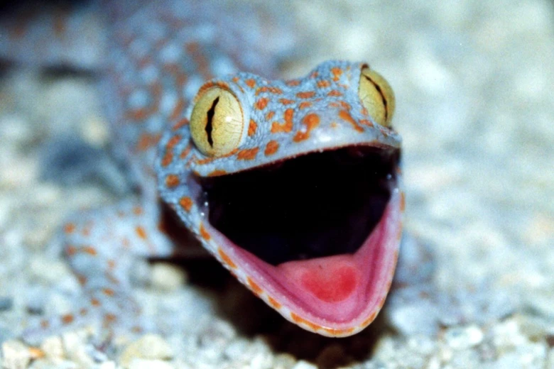 Geckon obrovský s otevřenou tlamou na kamenném pozadí.