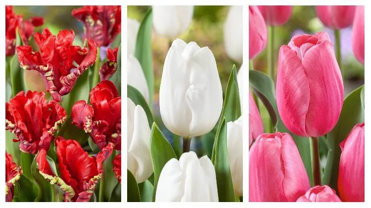 Tři druhy tulipánů: červené, bílé a růžové květy.
