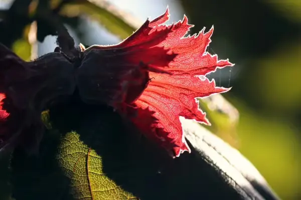 Detail lísky obecné v plodu na slunci.
