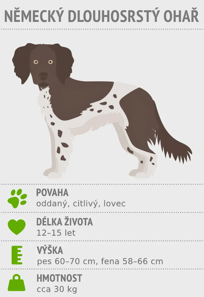 Infografika o německém dlouhosrstém ohaři s popisem vlastností.