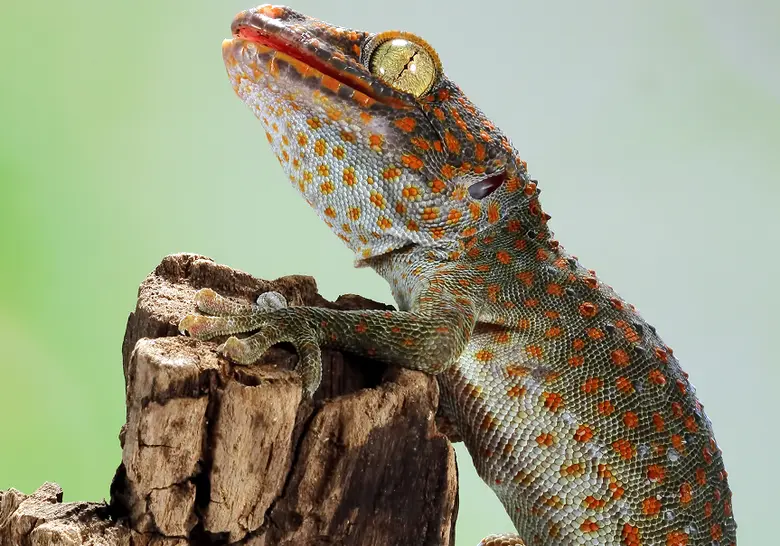 Obrovský gekon sedící na kusu dřeva s oranžovými skvrnami.