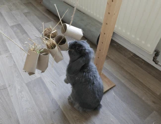 Šedý králík hraje s papírovými tubami jako hračkami.