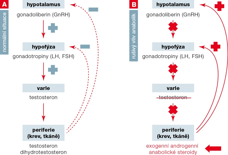 Diagram ukazuje vliv anabolických steroidů na hormonální soustavu.