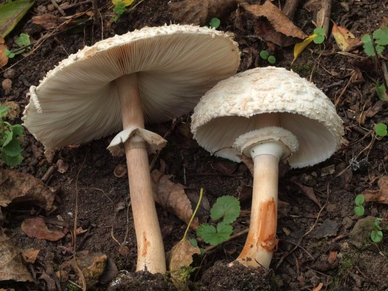 Dvě bedle červenající rostoucí na lesní zemi.