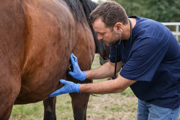 Veterinář zkoumá břicho koně při podezření na koliku.