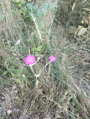 Invazní druhy rostlin a jejich vliv na ekosystémy ČR