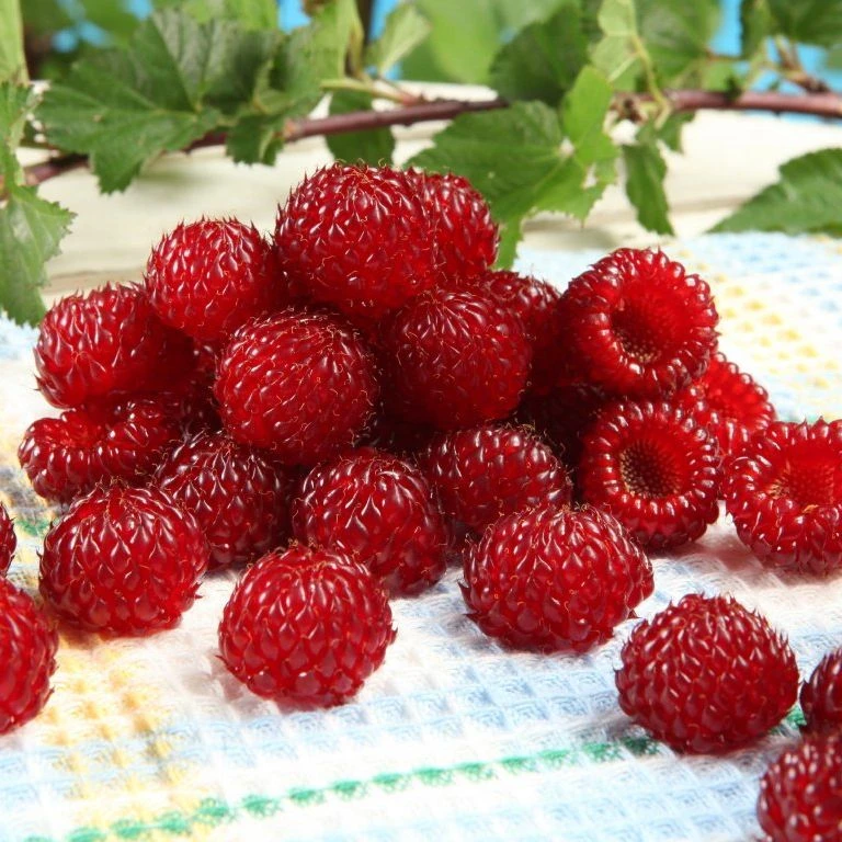 Čerstvé jahody na ubrousku s listy v pozadí.